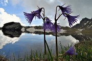 60 Soldanelle alpine al Laghetto di Ponteranica (superiore)
